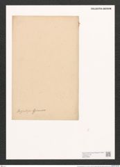 Surirella kerguelensis Grun. (de-Toni-Nr.: Genus 53, Species 2386) Zeichnungen Sammlung Grunow (NHMW-BOT-W0372933)